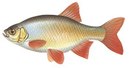 Аква-Вита - иконка «рыбалка» в Тульском